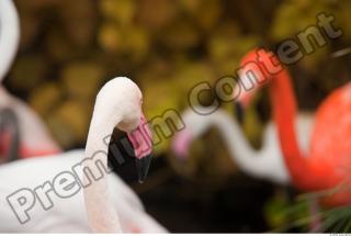 Head texture of pink flamingo 0001